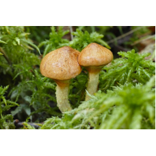 Мицелий Масленка болотного / Масленок желтоватый (Suillus flavidus) Мицелий Масленка болотного / Масленок желтоватый (Suillus flavidus)